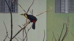 Ramphastos dicolorus
