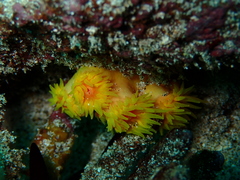 Tubastraea coccinea
