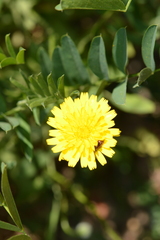 Asteraceae