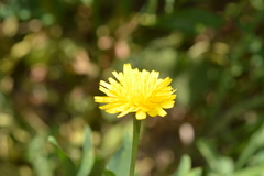 Asteraceae