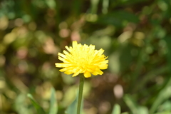 Asteraceae