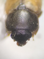 Carpophilinae