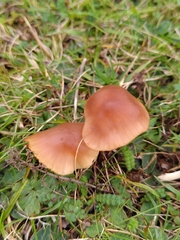 Cuphophyllus colemannianus