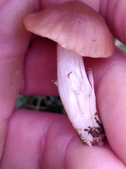 Cuphophyllus colemannianus