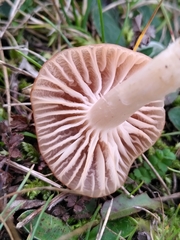 Cuphophyllus colemannianus