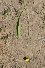 Asteraceae