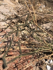 Dactyloctenium aegyptium