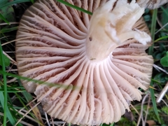 Cuphophyllus colemannianus