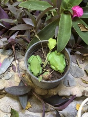 Agalychnis dacnicolor