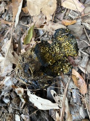 Pisolithus arhizus