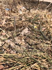 Dactyloctenium aegyptium