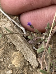 Allophyllum gilioides