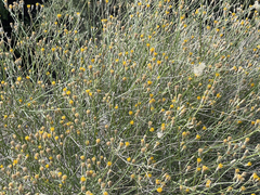 Bebbia juncea aspera