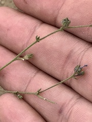 Allophyllum gilioides