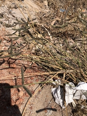 Dactyloctenium aegyptium