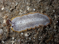 Prostheceraeus moseleyi