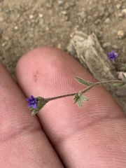 Allophyllum gilioides