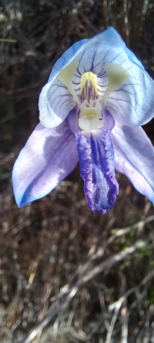 Image of Disa purpurascens by (c) Adele SL, some rights reserved (CC BY)