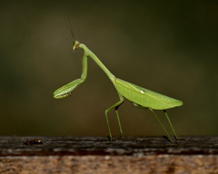 Stagmatoptera