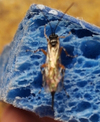 Itoplectis conquisitor