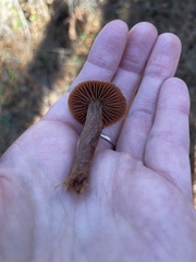 Laccaria proxima