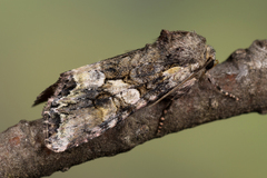 Lacanobia contigua