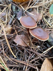 Laccaria proxima