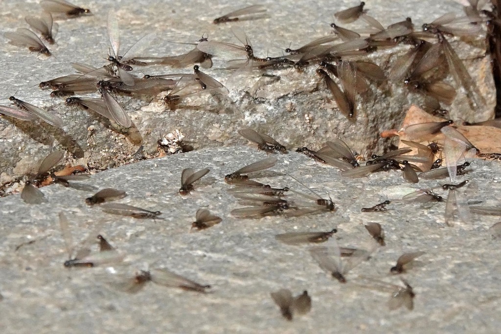 Western Subterranean Termite from Brewster Ave, Cambrian, San Jose, CA ...