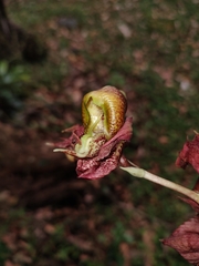 Catasetum maculatum image