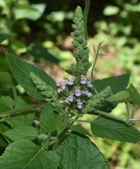Teucrium vesicarium