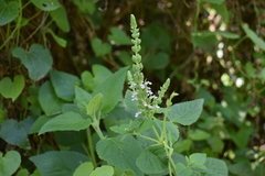 Teucrium vesicarium