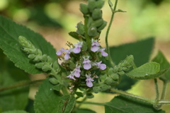 Teucrium vesicarium