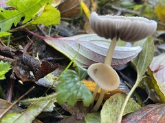 Mycena capillaripes