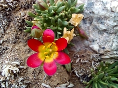 Calandrinia caespitosa