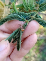 Cephalotes clypeatus