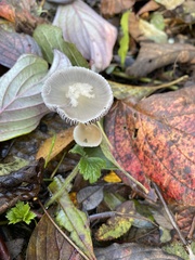 Mycena capillaripes