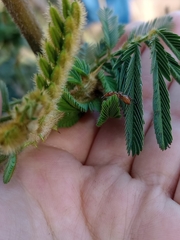 Cephalotes clypeatus