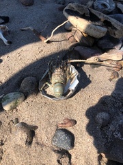 Panulirus inflatus