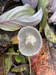 Mycena capillaripes