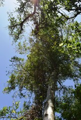 Tessaria integrifolia