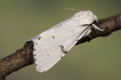 Acronicta leporina