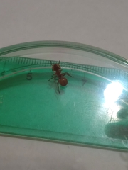 Cephalotes clypeatus