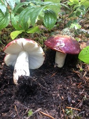 Russula mendocinensis