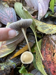 Mycena capillaripes