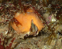 Arca noae