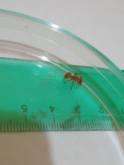 Cephalotes clypeatus