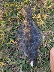 Paralichthys lethostigma