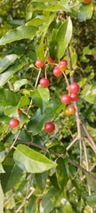 Sageretia thea