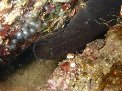 Phallusia fumigata
