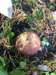 Russula mendocinensis